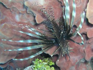 lionfish