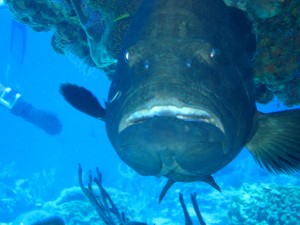 dougs grouper