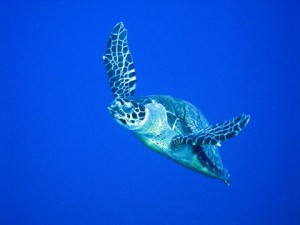 flying_turtle